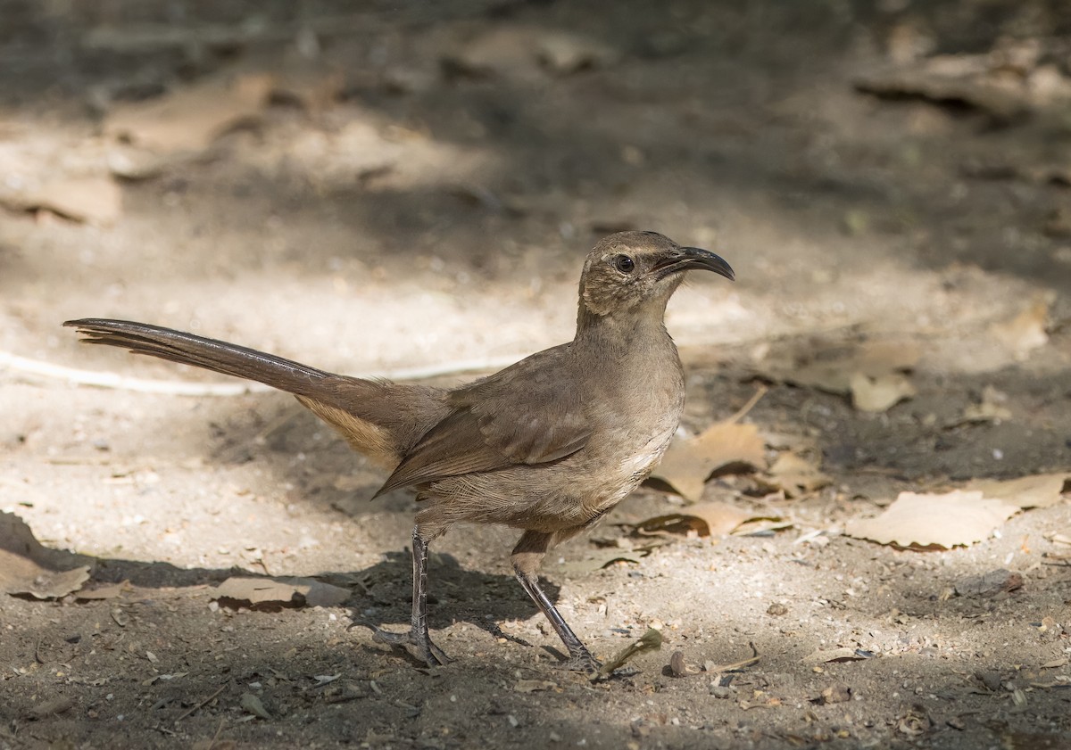 California Thrasher - ML620508230