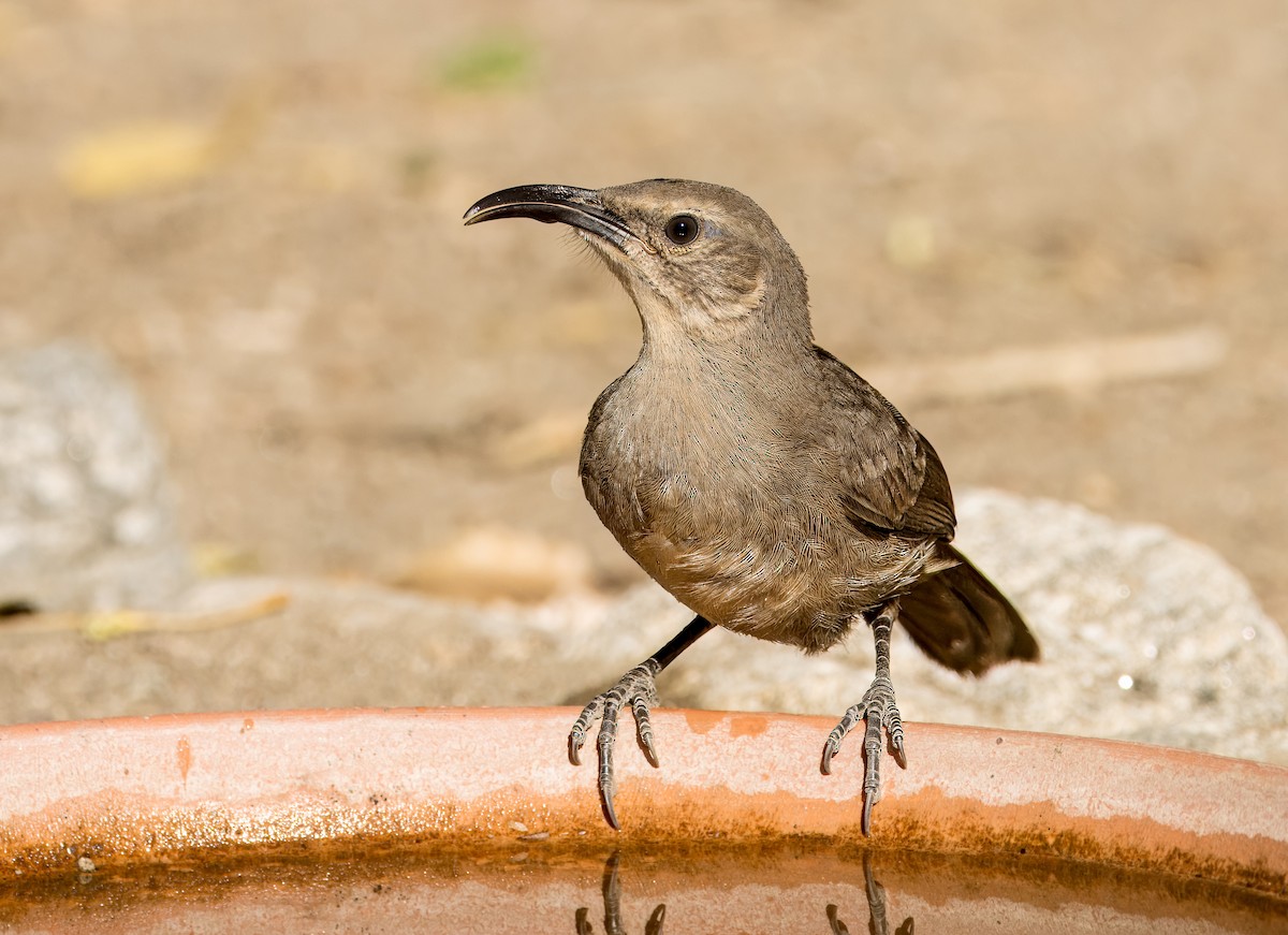 California Thrasher - ML620508231