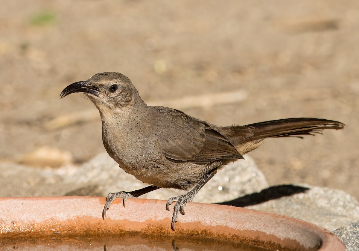 California Thrasher - ML620508232