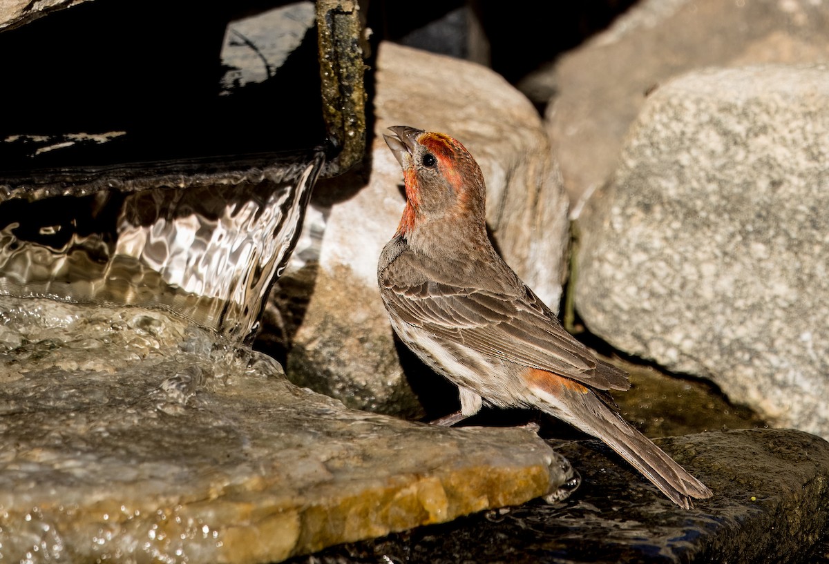 House Finch - ML620508242