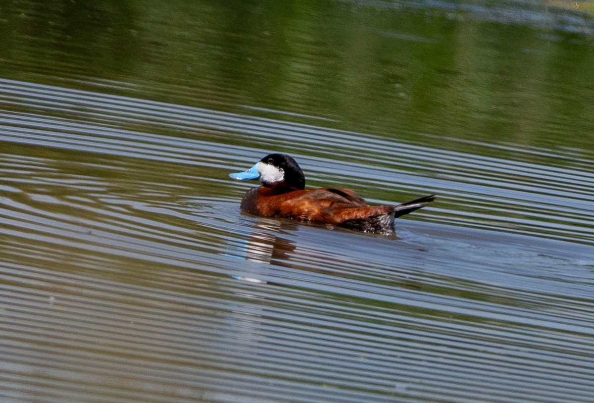 Ruddy Duck - ML620508247