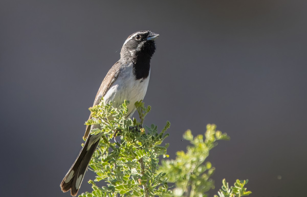 Black-throated Sparrow - ML620508248