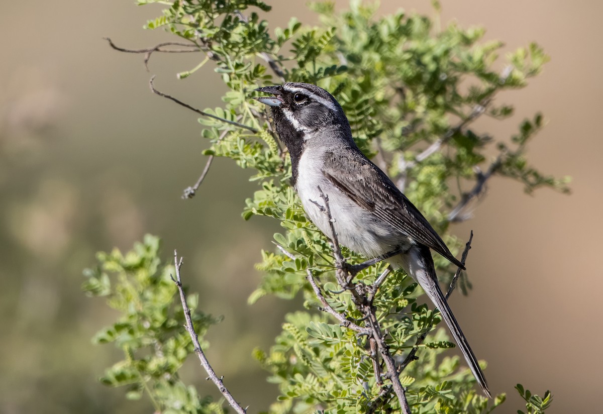 Black-throated Sparrow - ML620508249