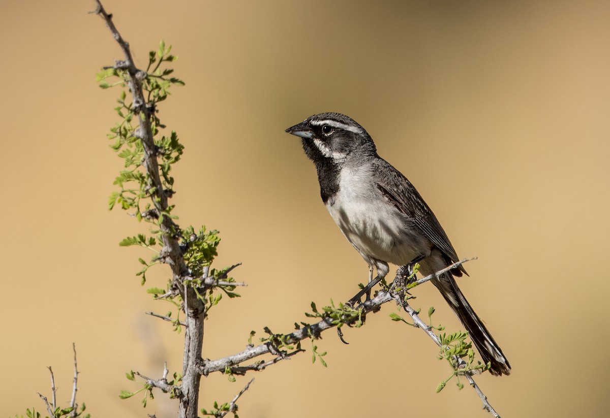 Black-throated Sparrow - ML620508250