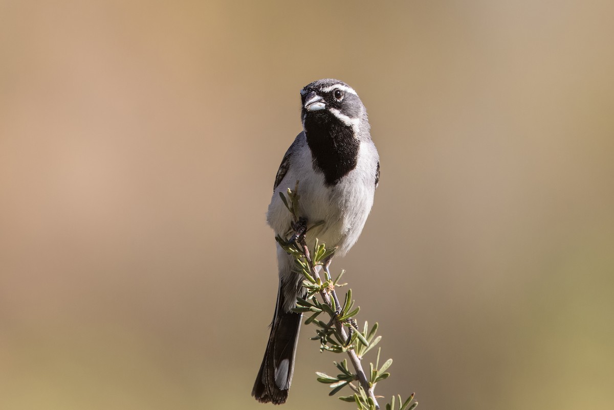 Black-throated Sparrow - ML620508251