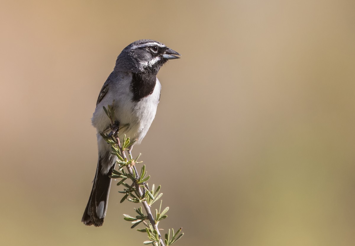 Black-throated Sparrow - ML620508254