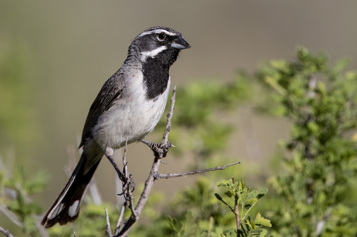 Black-throated Sparrow - ML620508257