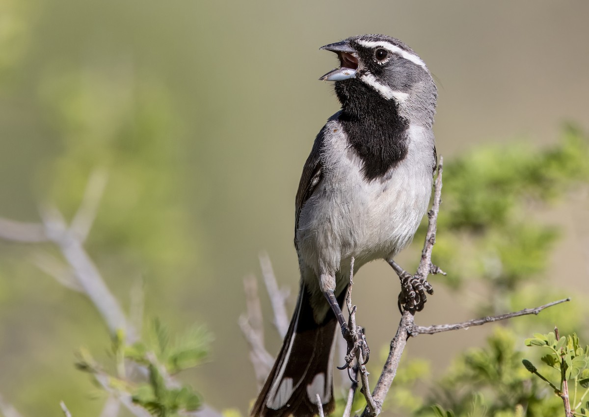 Black-throated Sparrow - ML620508258