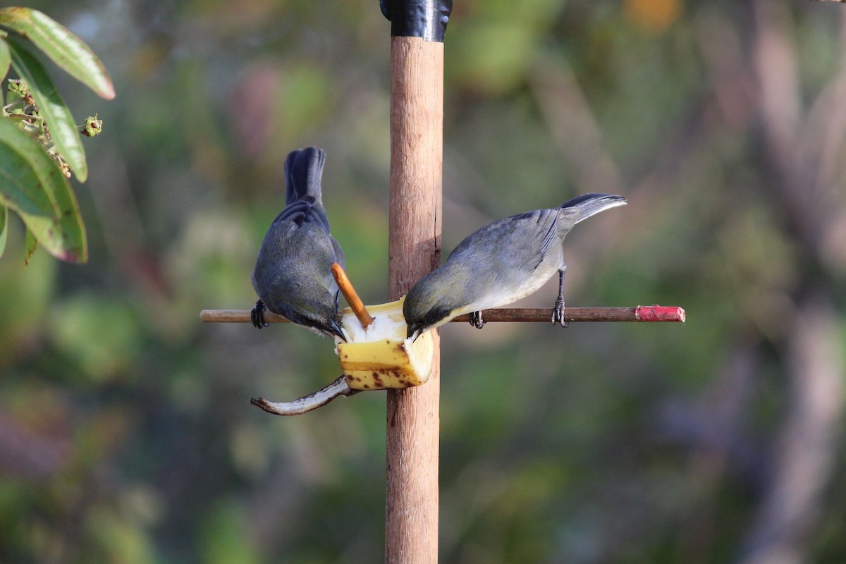 Cinereous Warbling Finch - ML620508262