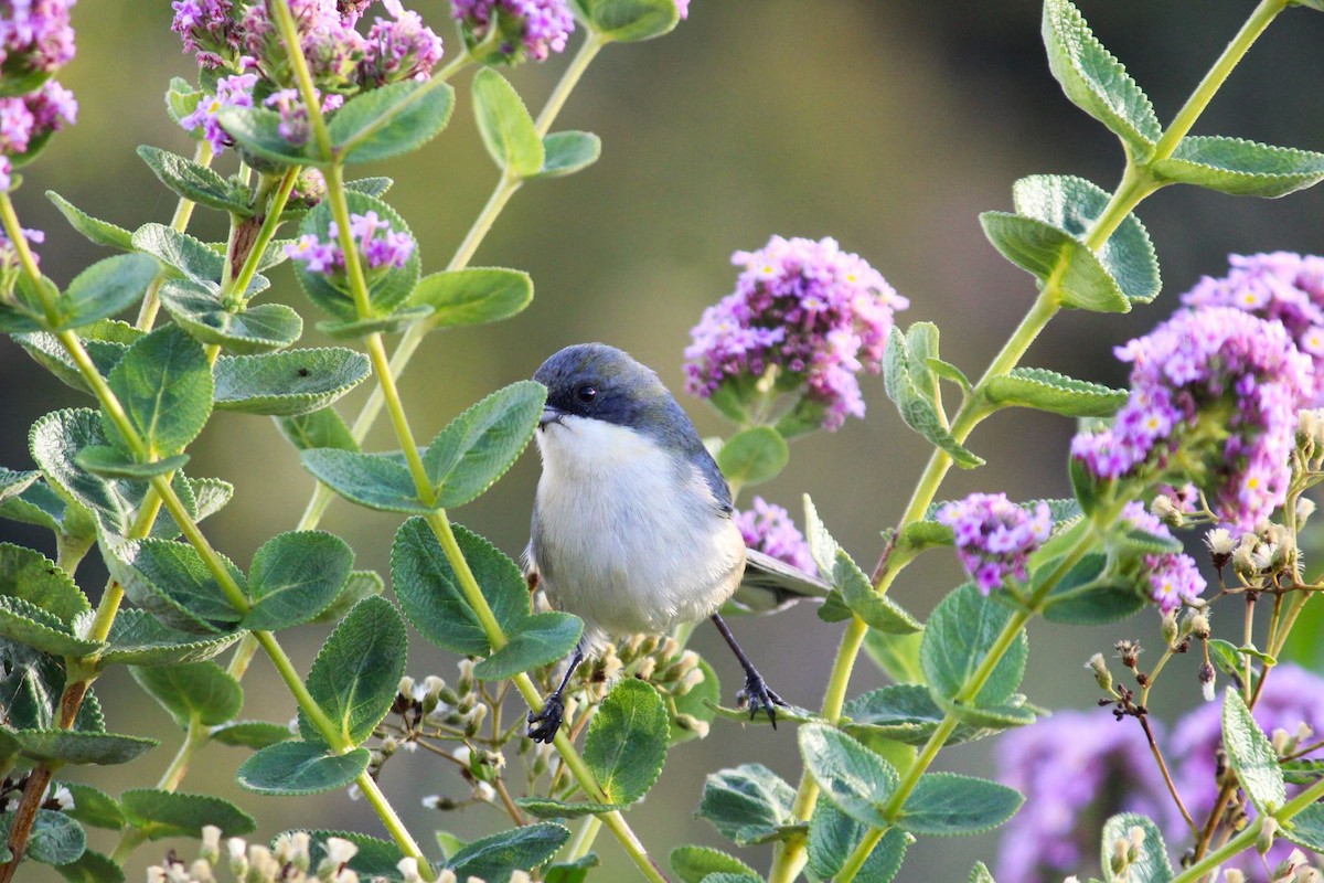 Cinereous Warbling Finch - ML620508263