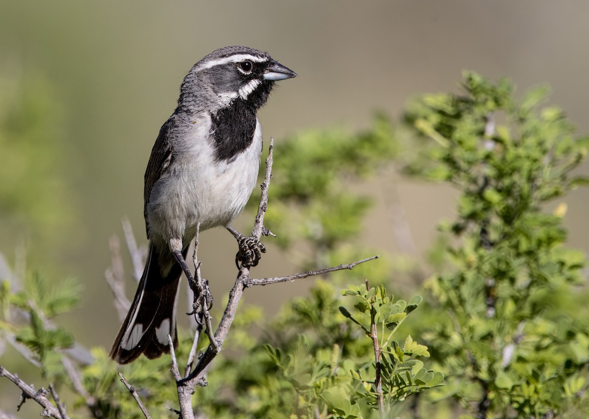 Black-throated Sparrow - ML620508266