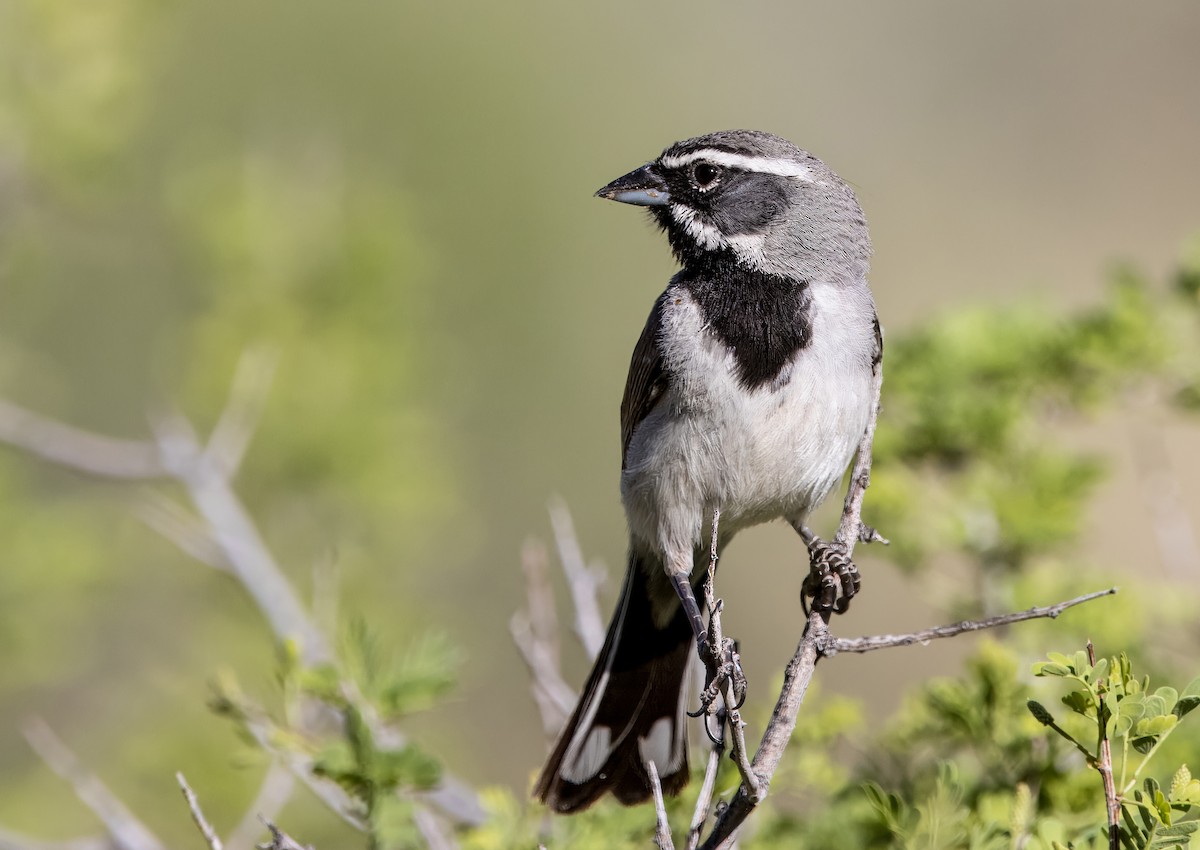 Black-throated Sparrow - ML620508275