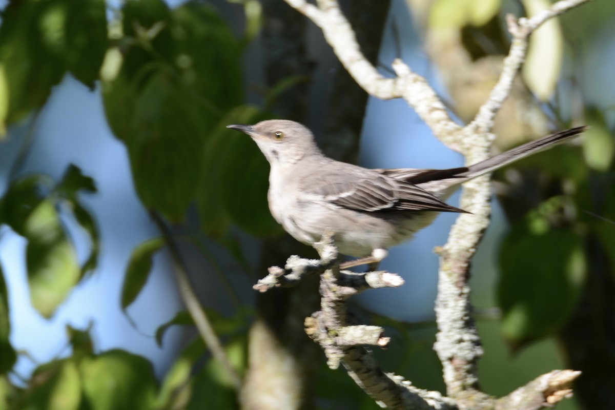 Northern Mockingbird - ML620508276