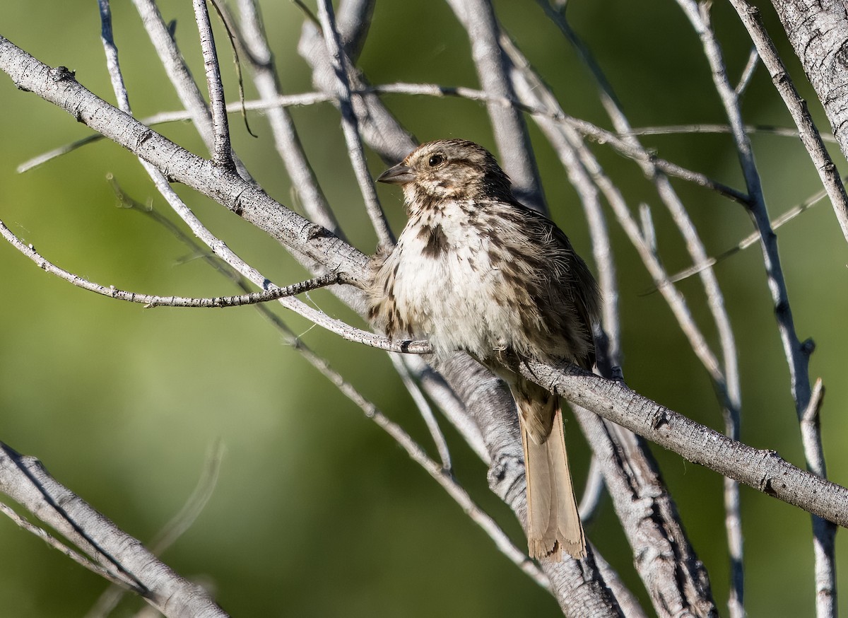 Song Sparrow - ML620508282