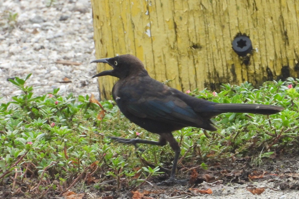 Common Grackle - Chuck Hignite