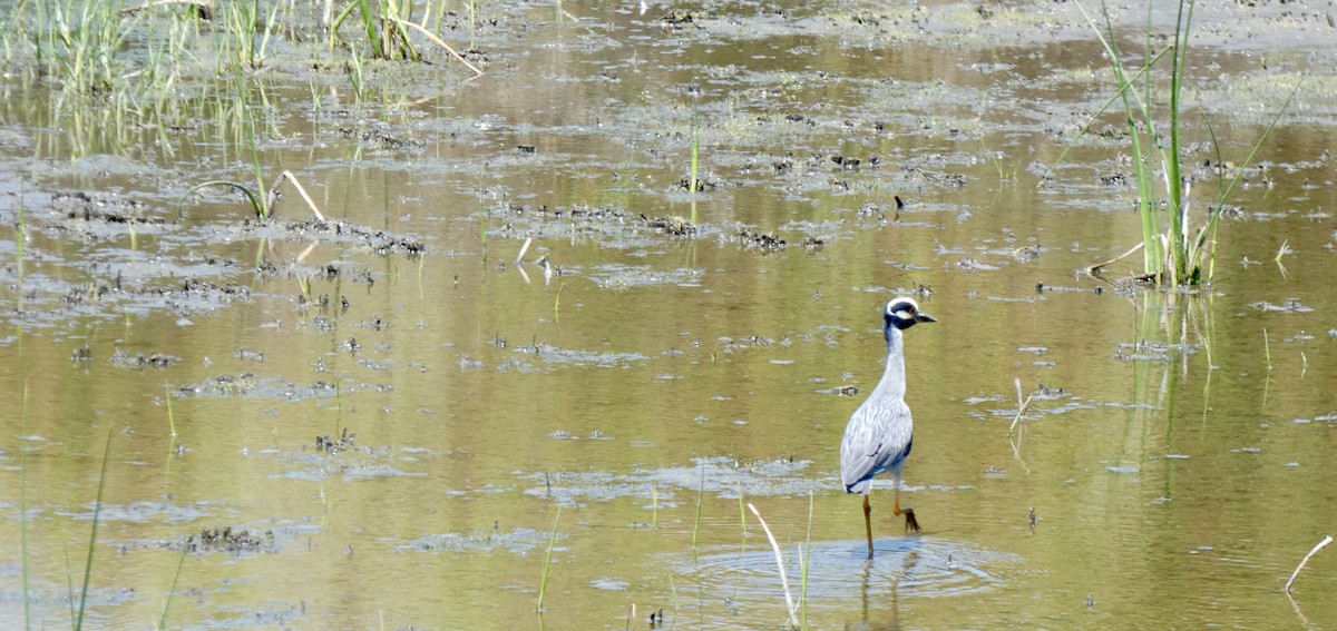 Yellow-crowned Night Heron - ML620508287