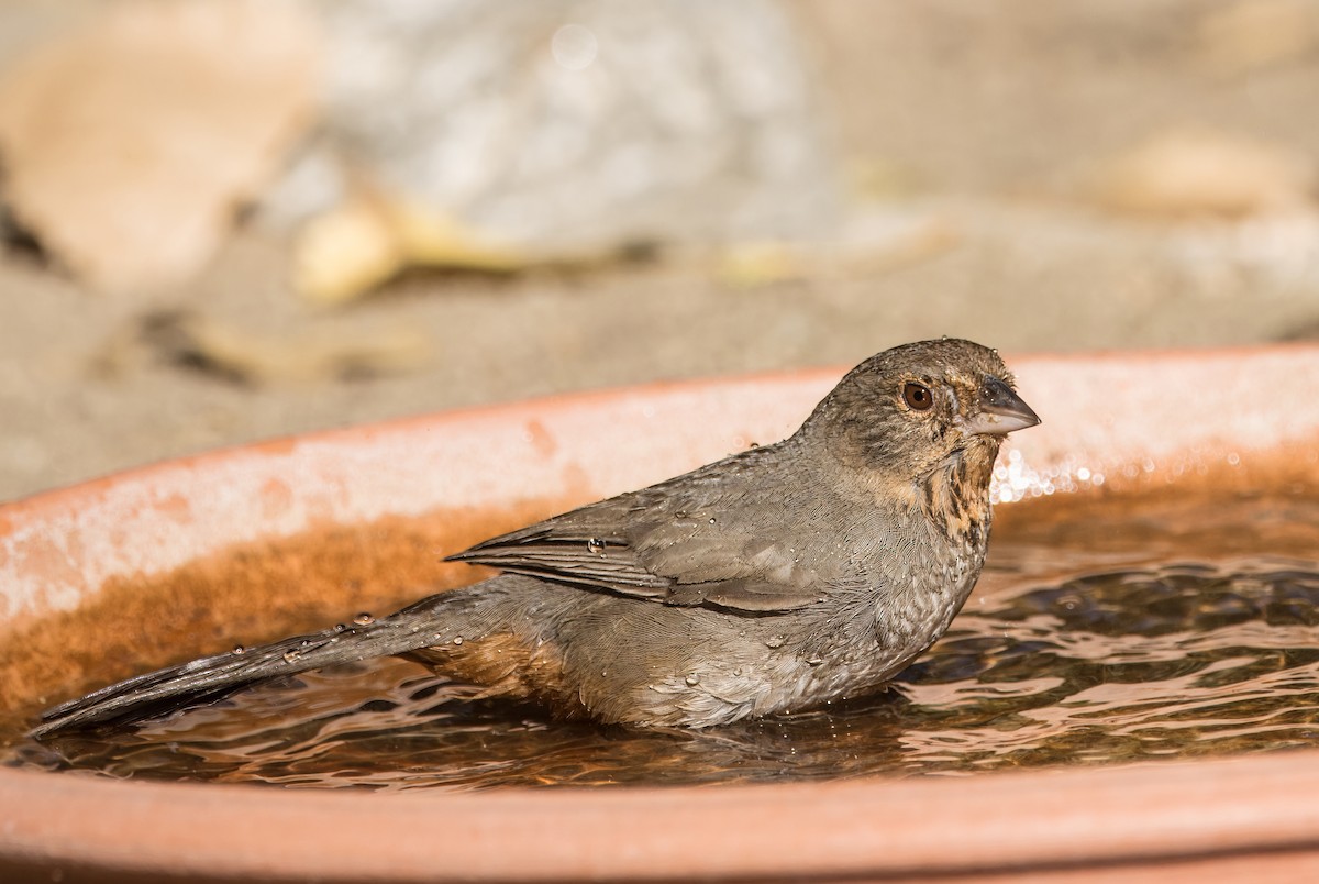 California Towhee - ML620508288