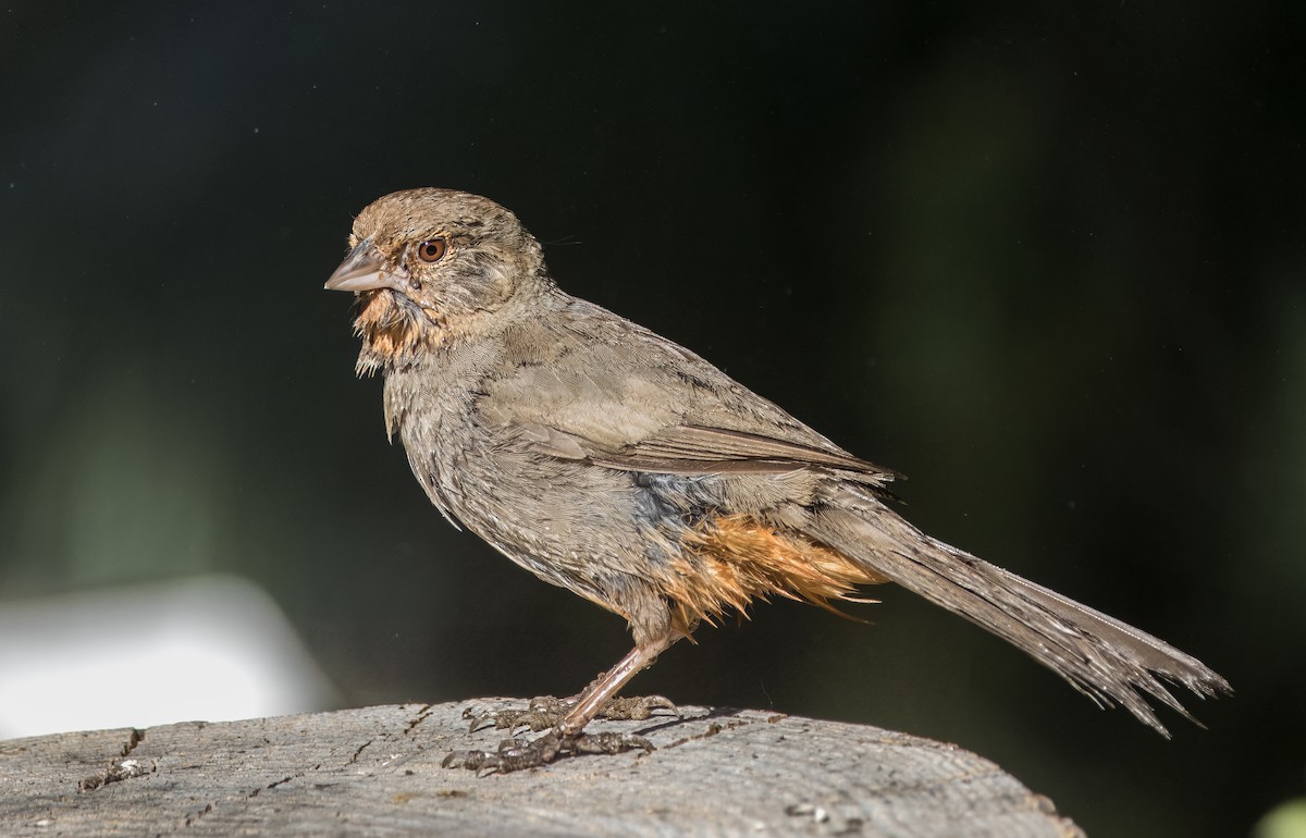 California Towhee - ML620508291