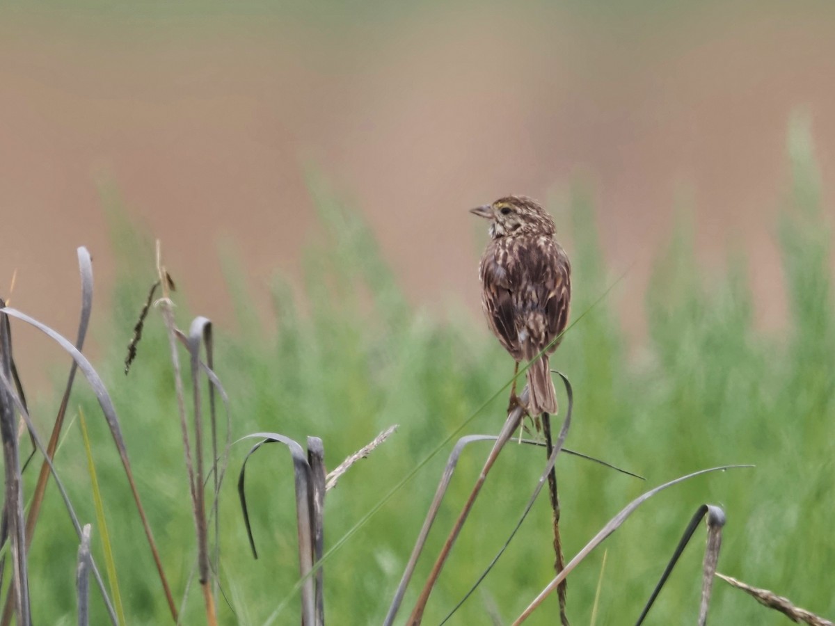 Savannah Sparrow (Belding's) - Gjon Hazard