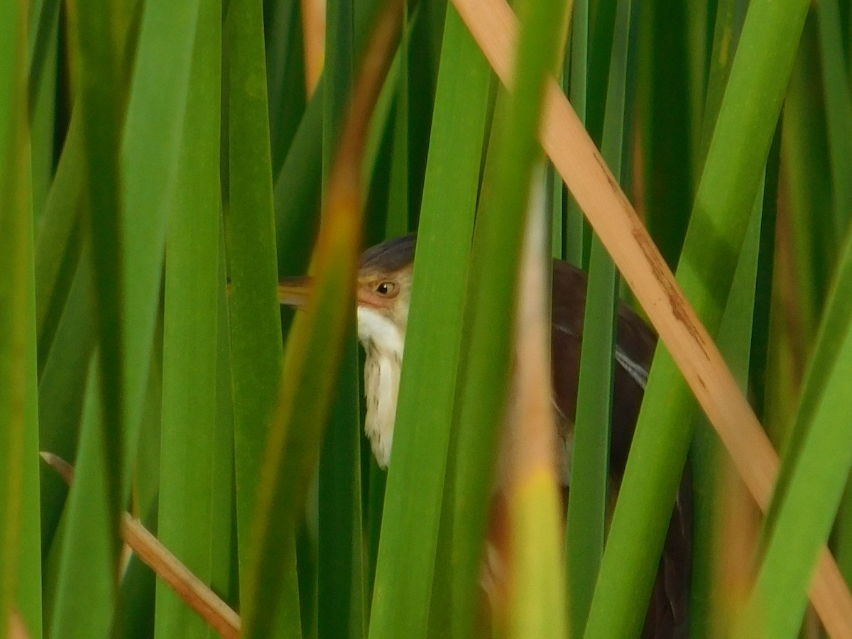 Least Bittern - ML620508297