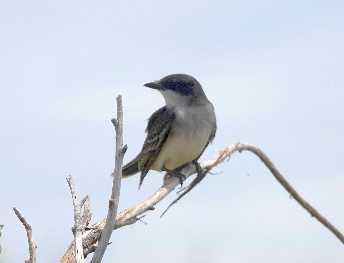 Eastern Kingbird - ML620508306