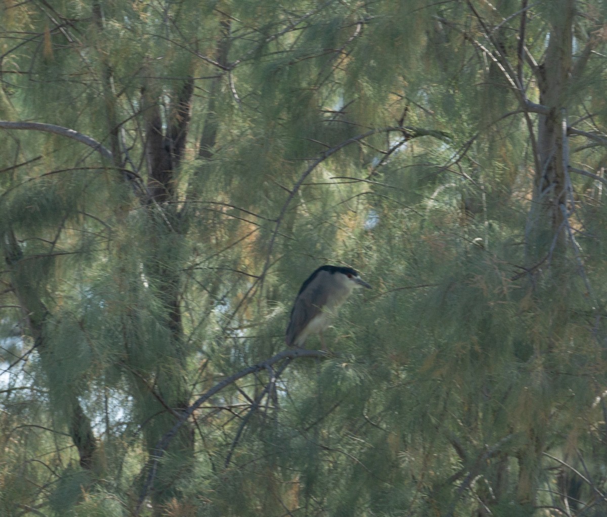 Black-crowned Night Heron - ML620508308