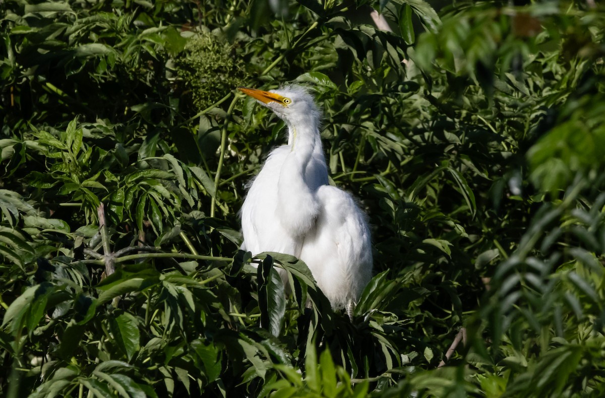 Great Egret - ML620508311