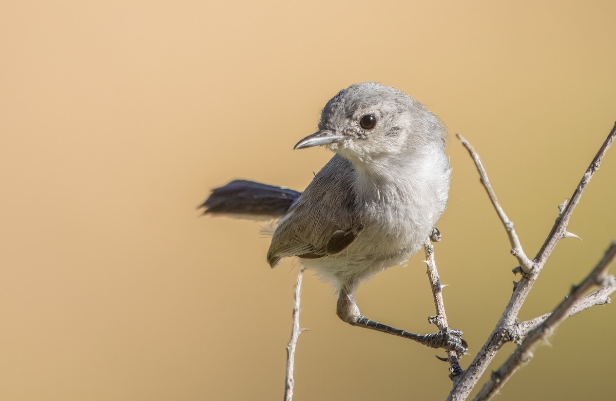 Black-tailed Gnatcatcher - ML620508313