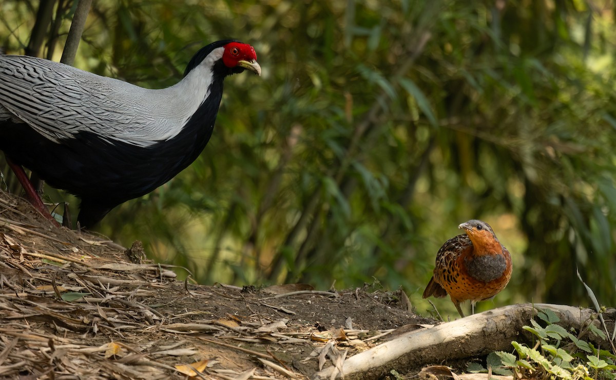 Silver Pheasant - ML620508317