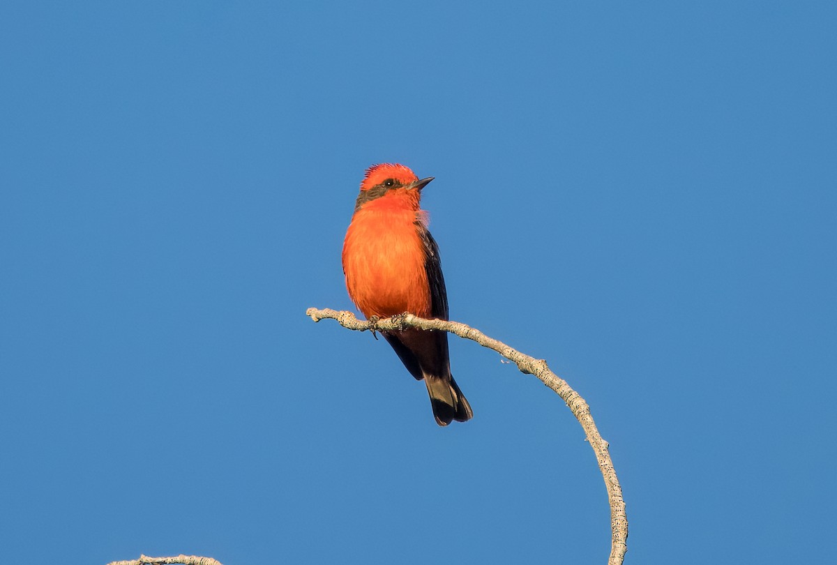 Vermilion Flycatcher - ML620508323