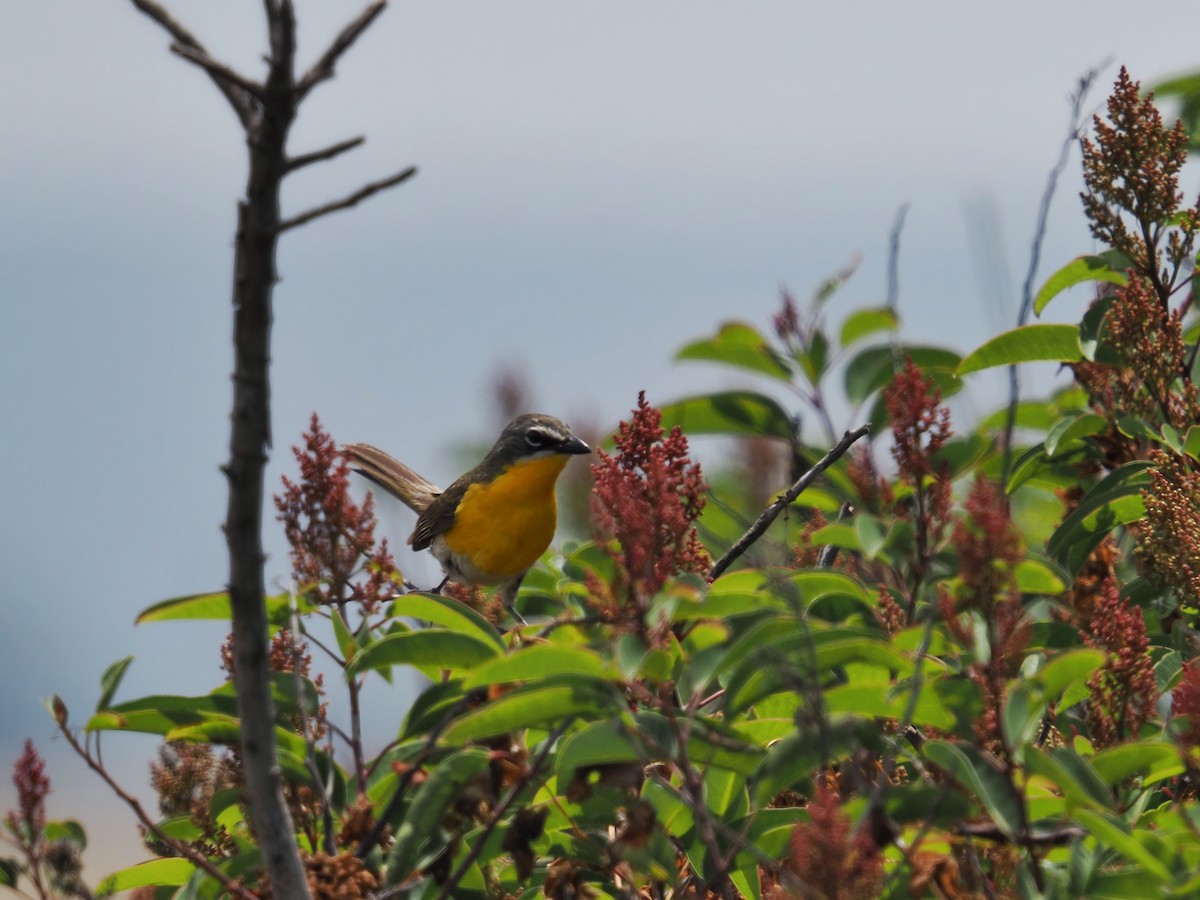 Yellow-breasted Chat - ML620508324