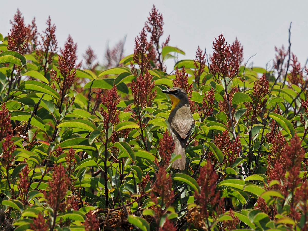 Yellow-breasted Chat - ML620508326