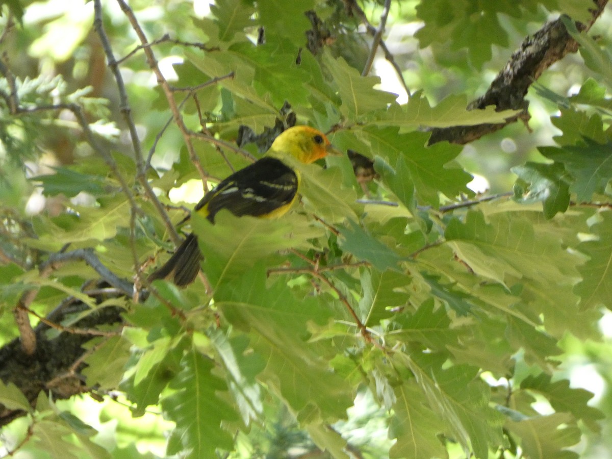 Western Tanager - ML620508327