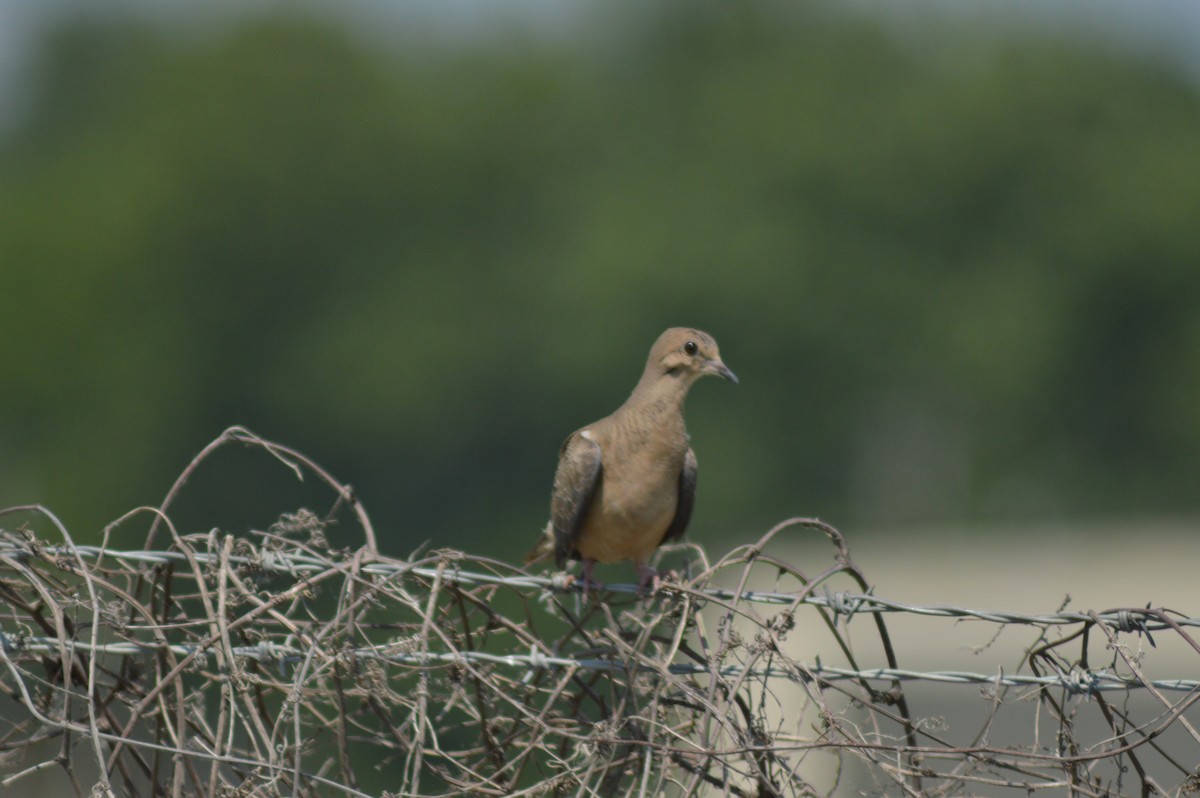 Mourning Dove - ML620508330