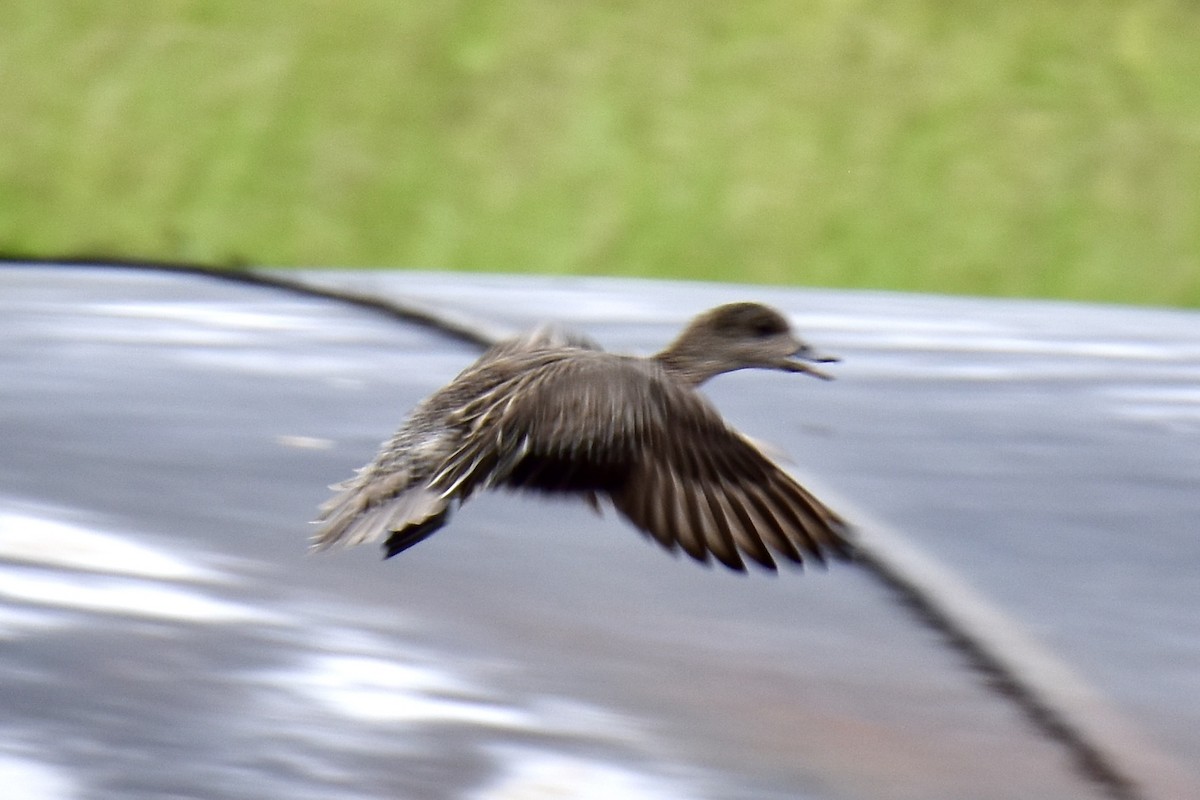 American Wigeon - Tobi Gagné