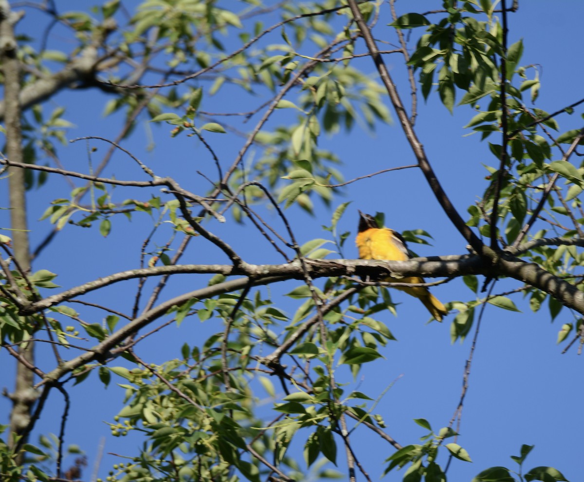 Baltimore Oriole - Judy Lipton