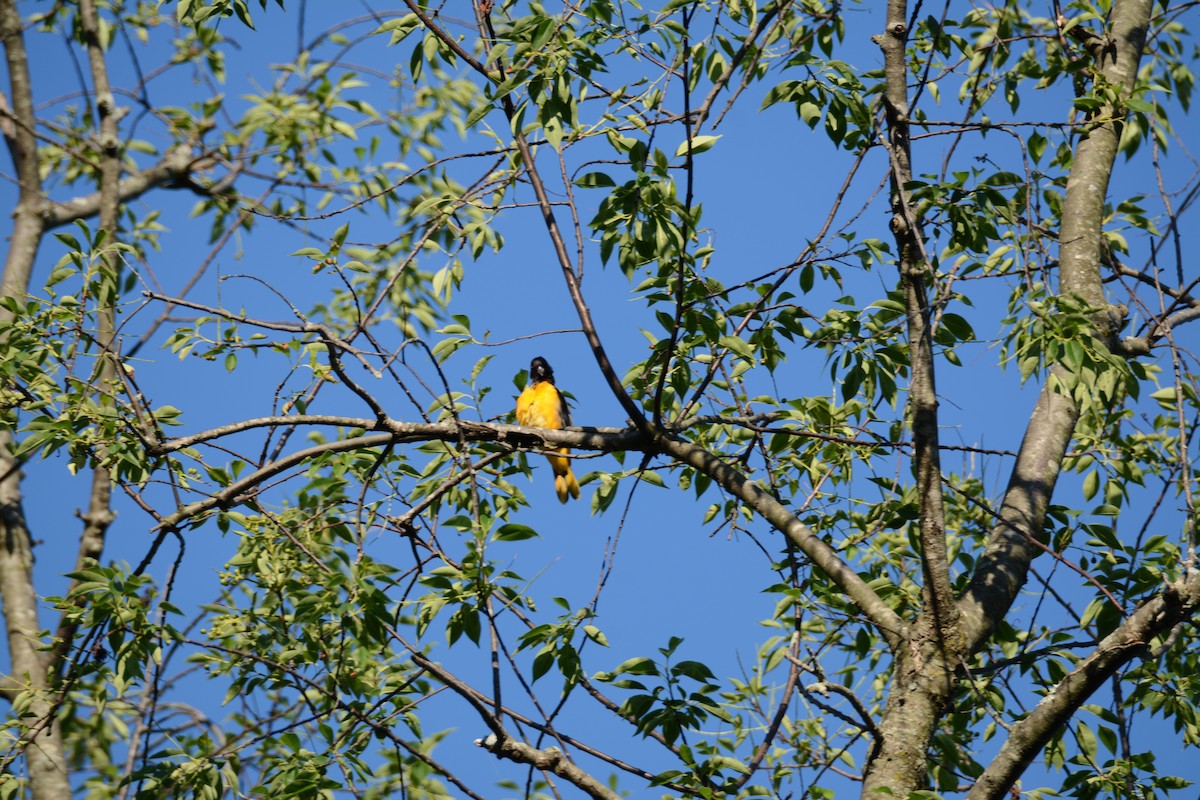 Oriole de Baltimore - ML620508338