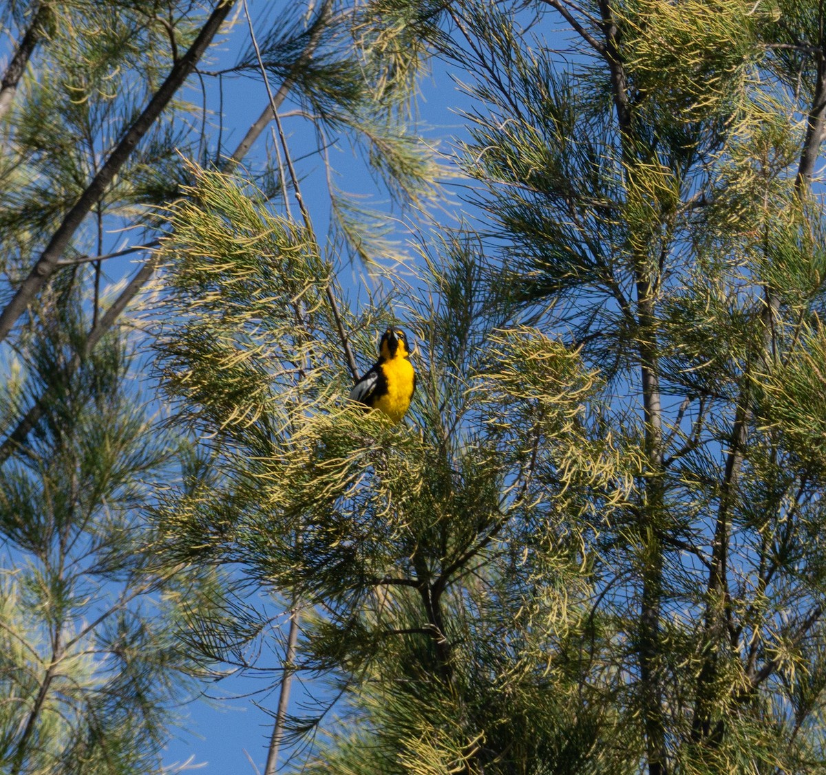 Black-backed Oriole - ML620508342