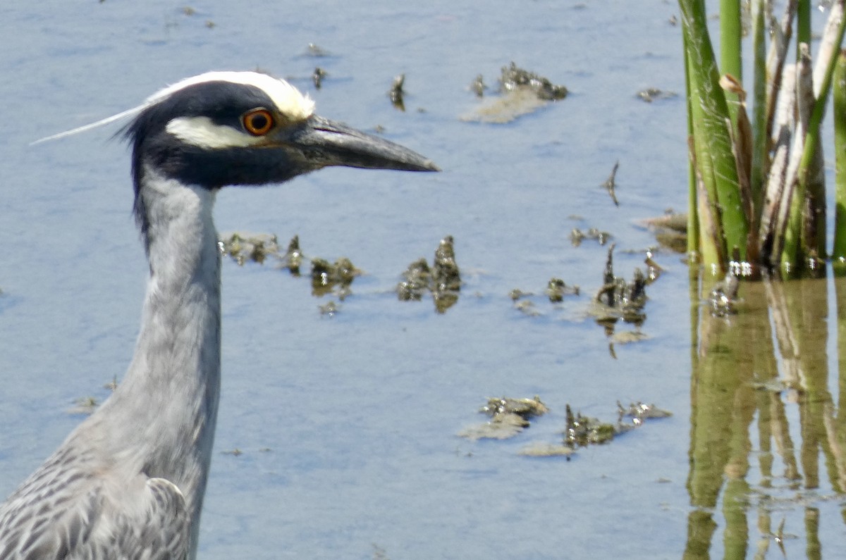 Yellow-crowned Night Heron - Marie Connors