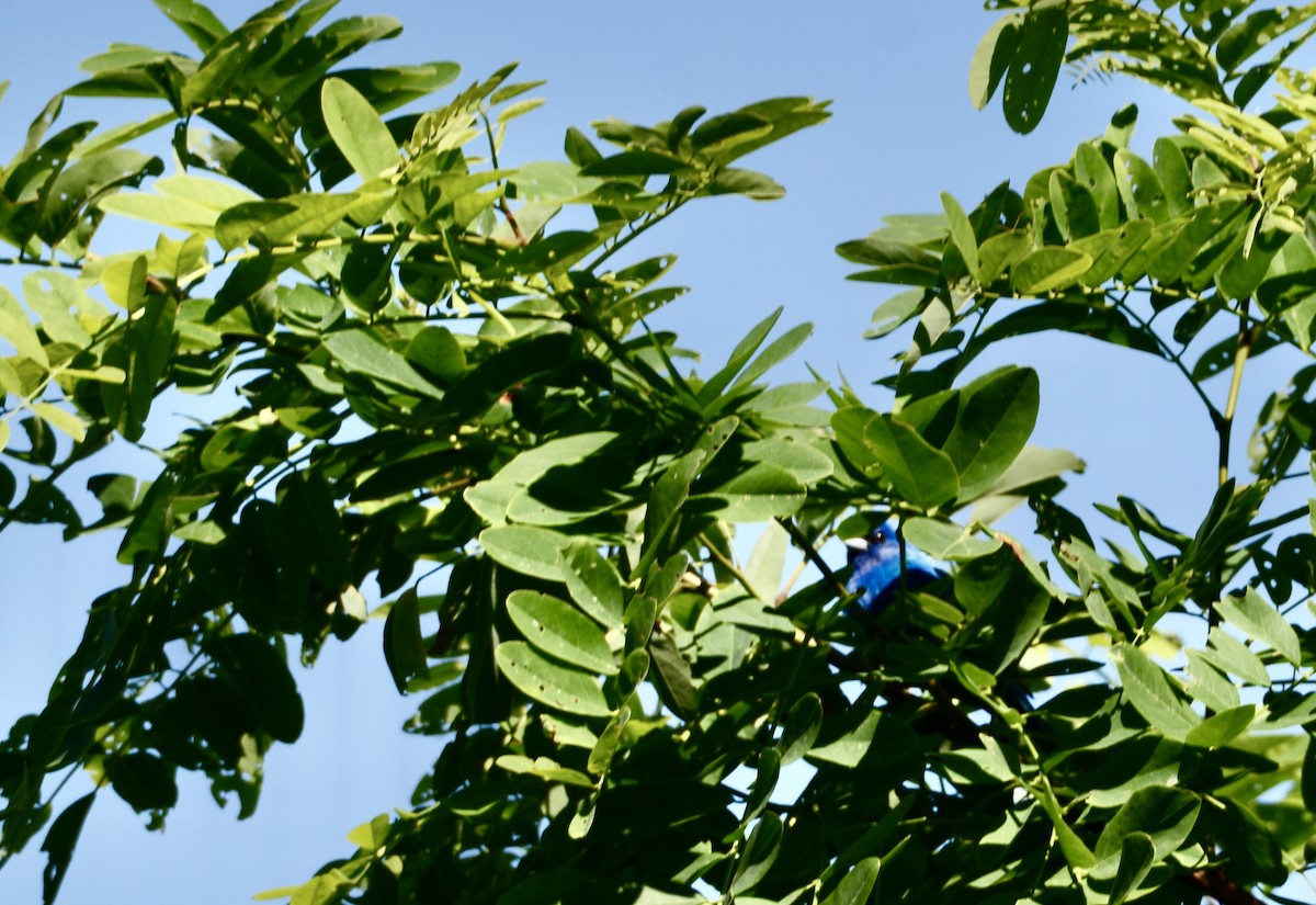 Indigo Bunting - ML620508344