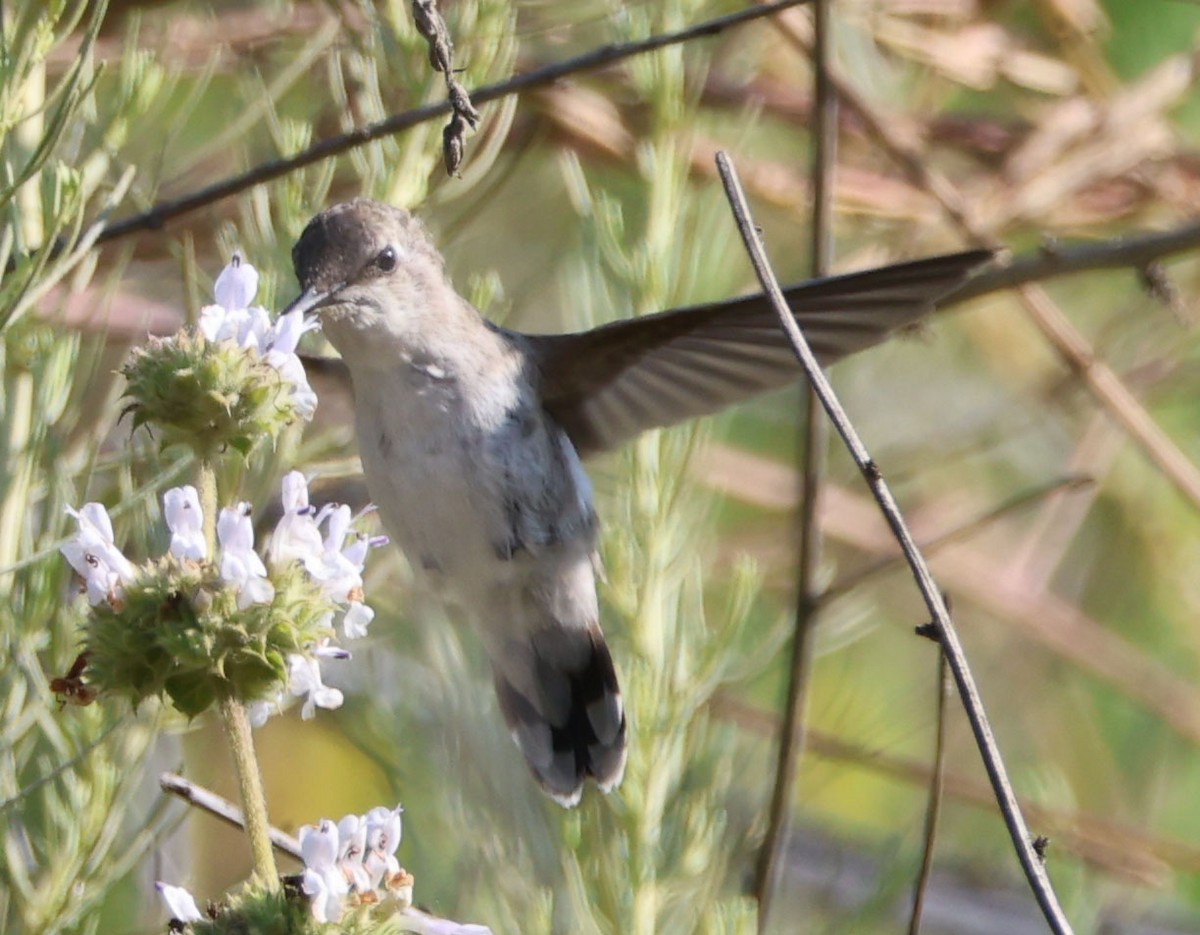 Costa's Hummingbird - ML620508346