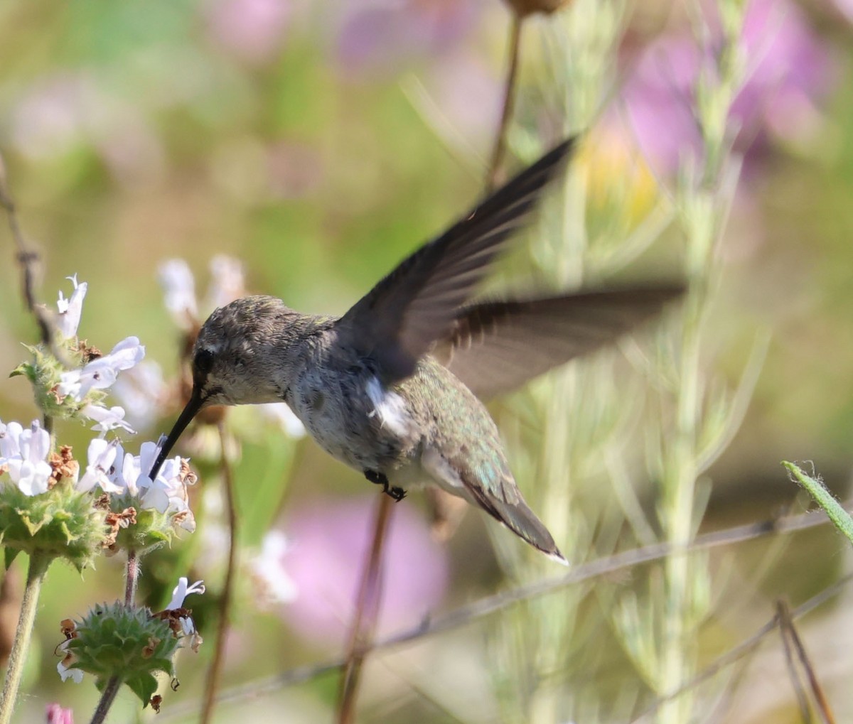 Costa's Hummingbird - ML620508349