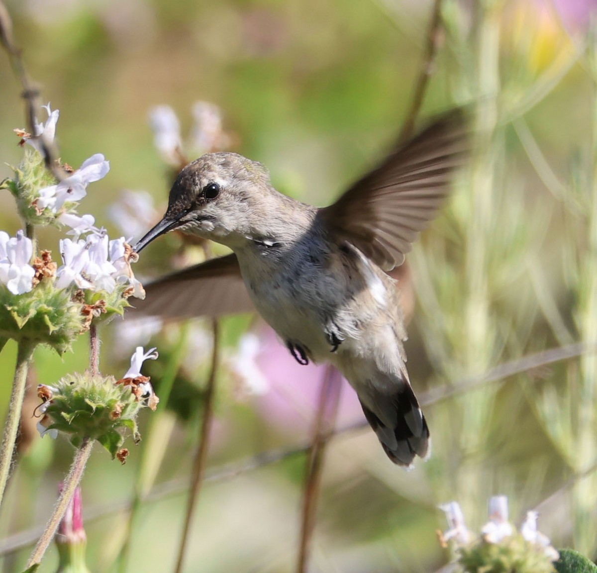 Colibri de Costa - ML620508352