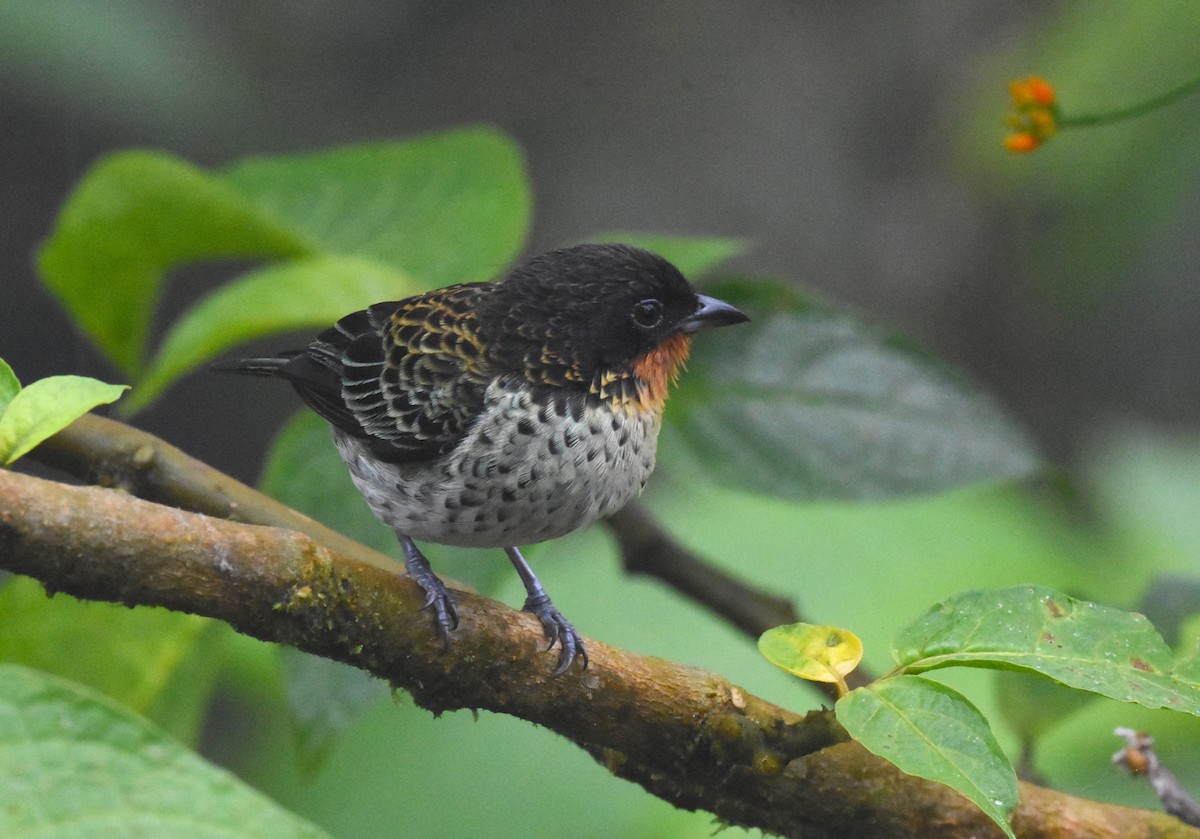 Rufous-throated Tanager - ML620508355