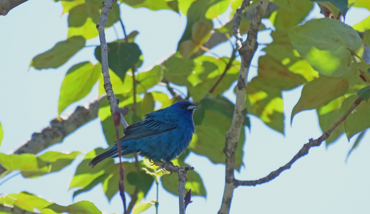 Indigo Bunting - ML620508363