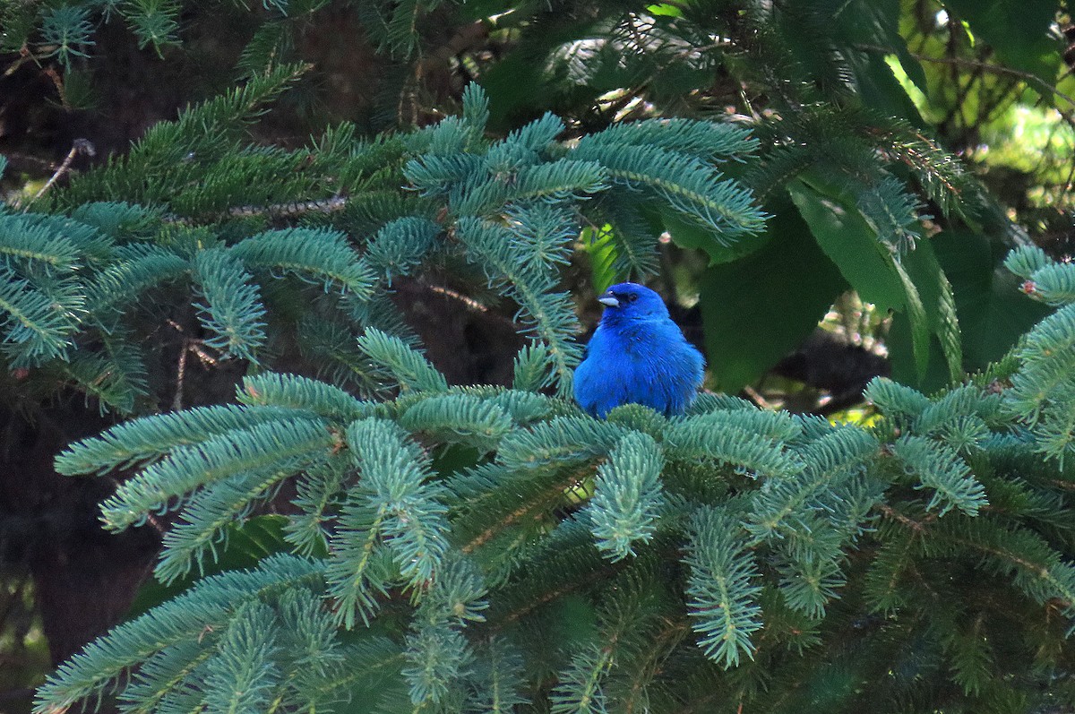 Indigo Bunting - Nathalie L. COHL 🕊