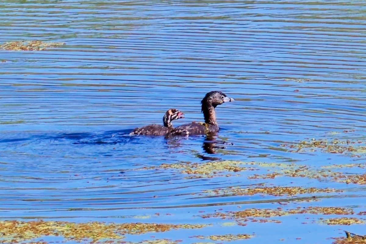 Pied-billed Grebe - ML620508371