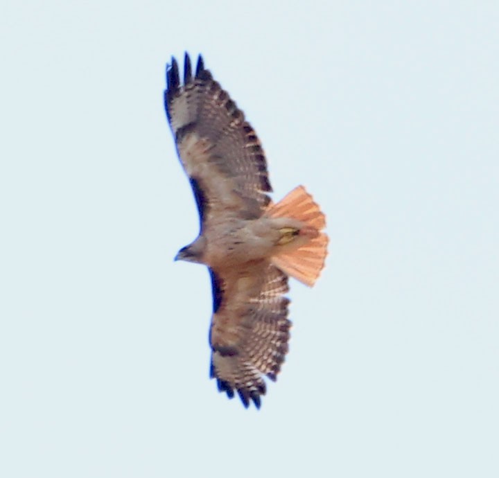 Red-tailed Hawk - ML620508372