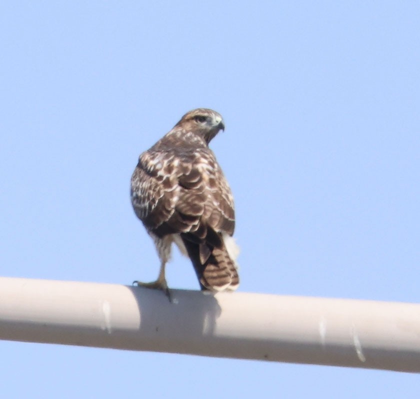 Red-tailed Hawk - ML620508374
