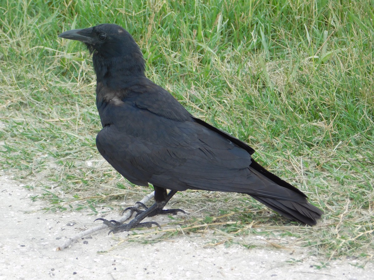 Fish Crow - ML620508379